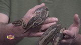 Get To Know The Ball Python with the Springfield Museums