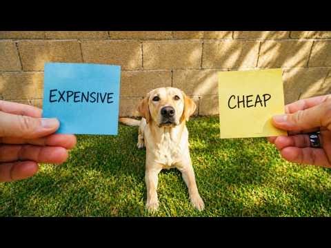 I Let My Dog Pick Everything We Did For a Day