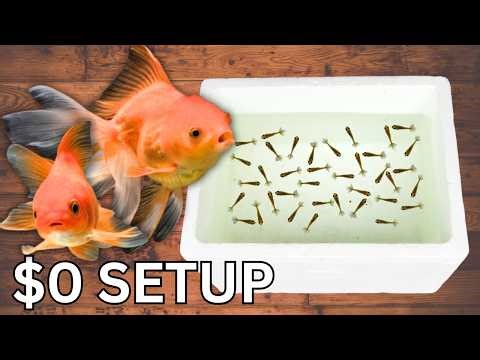 Breeding Goldfish Made EASY (Step-by-Step Guide)
