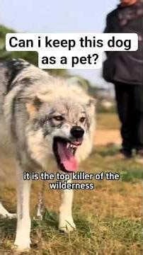 Can I keep this Dog as a pet?