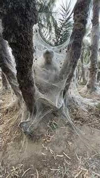 Don 3 the robbery part 2 #comedy #funny #entertainment #comedyforever #comedycouple #funnyscenes