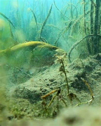 This Bait Is Irresistible To Bass! **UNDERWATER FOOTAGE**