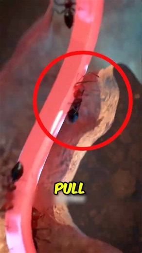 This Animal Has a Tongue Built to Catch Thousands of Ants! 😱🐜
