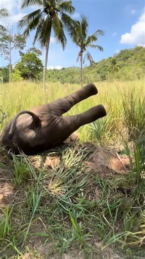 Wait For It! Clumsy Baby Elephant Falls Over😂🐘 #babyelephant #cuteanimal #wildlife #shorts