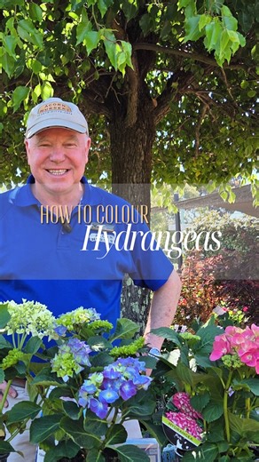 Acorn Nursery | Plants & Gifts on Instagram: "🌸 Hydrangea lovers, this one’s for you! 🌸 Tony (your resident garden expert), breaks down how to care for your hydrangeas. the easy way to change the colour of your hydrangeas and the products you’ll need to make it happen! . . . #melbournenursery #nurserymelbourne #acornnursery #plantadvice"