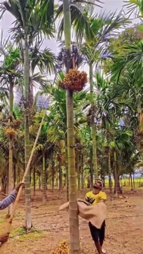 Genius Method to Protect Dates While Harvesting #shorts