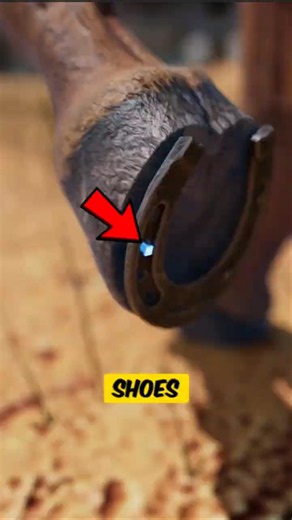 🐴 Why Would a Horse Need Shoes?