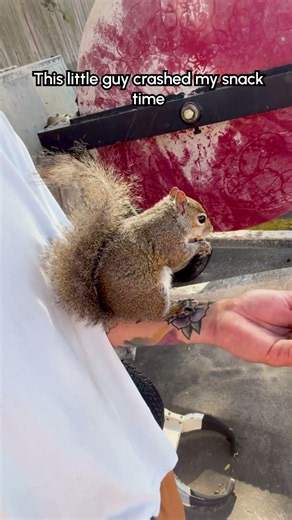 Squirrel Gets Up Close and Personal During Snack Time