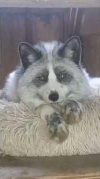 Help us save our newest surrendered fox