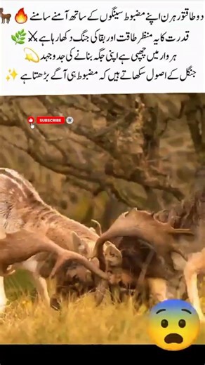:Epic Deer Battle |Clash of Strength &Survival in the Wild