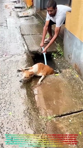 Satisfying Street Rescue: Watch a Man Use a Simple Pole to Pull a Trapped Dog from a Drain! 🐕🆘