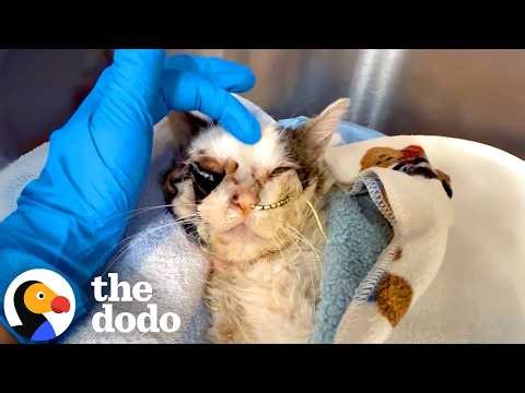 Cat Who Lost Half His Face Loves Being Carried Like A Baby By His Rescuer | The Dodo