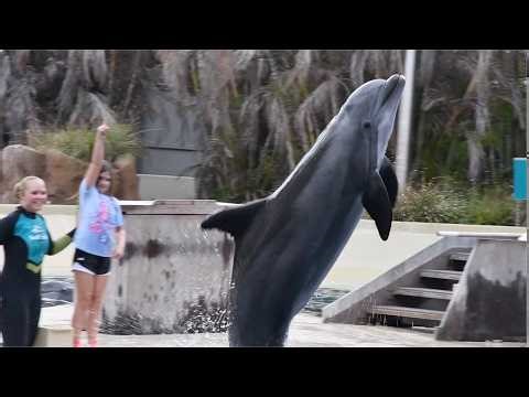 Dolphin Adventures (Full Show) - SeaWorld Orlando - March 30, 2026
