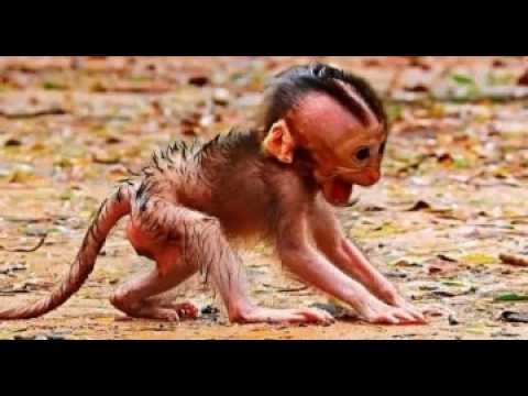 monkey