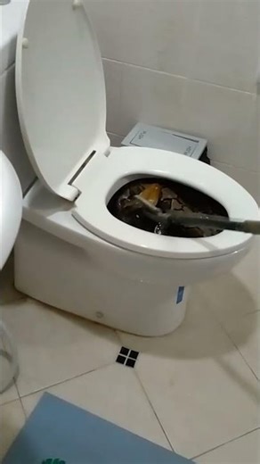 Huge python found hiding in toilet 😱