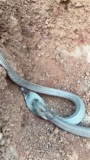 Cobra vs Cobra | Natural Wildlife Behavior #naturelovers #animals #snakevideo #wildanimals