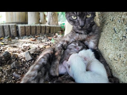 A Mother Cat Devoted to Her Kittens… Her Selfless Love Brought Tears to My Eyes