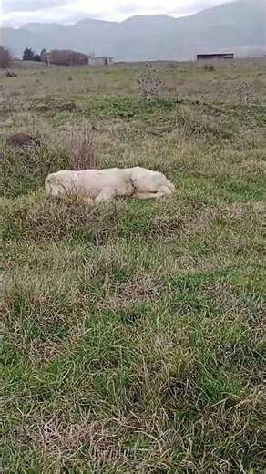 29 Ιανουαρίου 2025