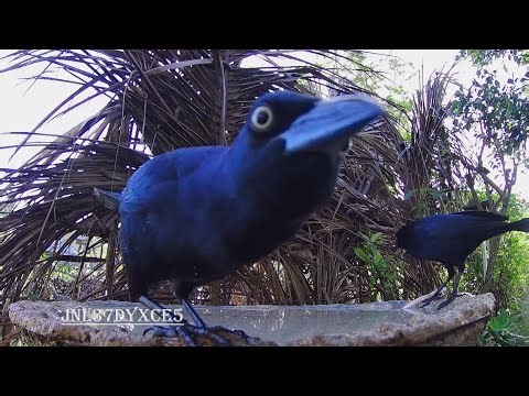 Bird Bath (1531) 🦅🚿