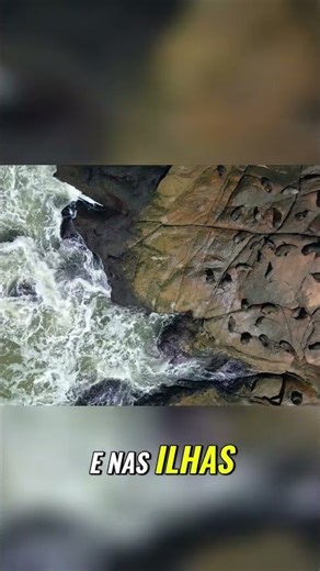 Leões Marinhos A Maior Colônia da América do Sul!