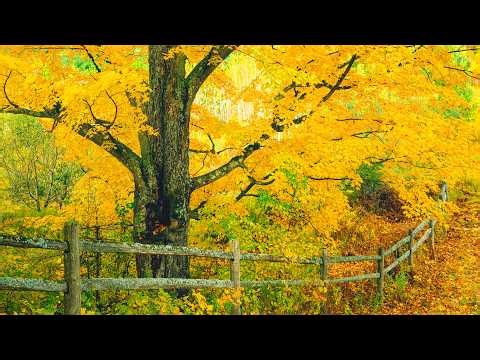 "The Rustling Leaves of Autumn" Beautiful Relaxing Music, Peaceful Soothing Music by Tim Janis