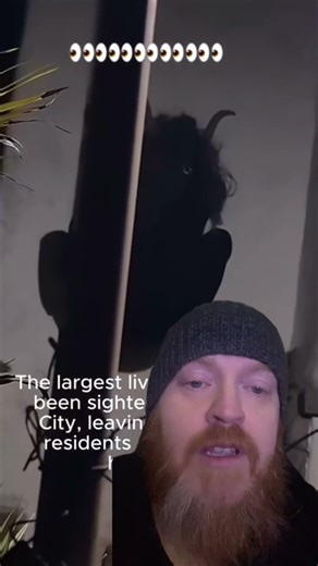 GIANT MOTH IN KANSAS CITY! #wkzzrproductions, #huge, #moth, #kansascity, #giant