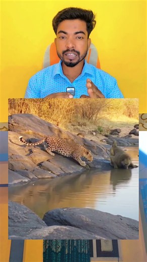 Leopard Tries to Hunt a Monkey! 😂🐆🐒 | Funny Wildlife Moment #Shorts