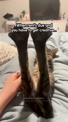 OnlyToeBeanzz is open for business 😹😹 #Cat #CatLife #Funny