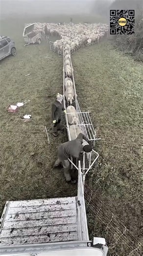 How Farmers Handle Hundreds of Sheep Efficiently #9forge