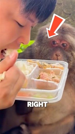 He Shared His Lunch with a Giant Monkey… What Happened Next Was Unexpected! 🐵🥢