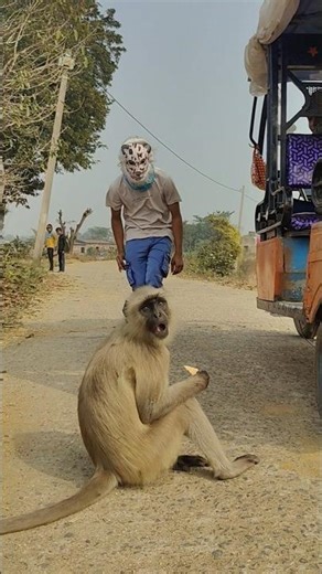 Langur Sitting on the Road as I Enter Wearing an Animal Mask.