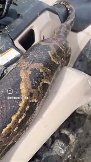 15ft Burmese Python trapped in the Florida Everglades! #python #hunting #florida #outdoors #fyp #fy