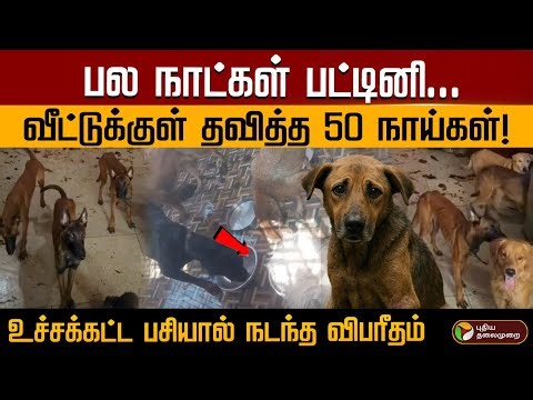 20 நாட்களாக உணவின்றி தவித்த நாய்கள்..அடைக்கப்பட்ட வீட்டுக்குள் அரங்கேறிய அவலம்! | PTD