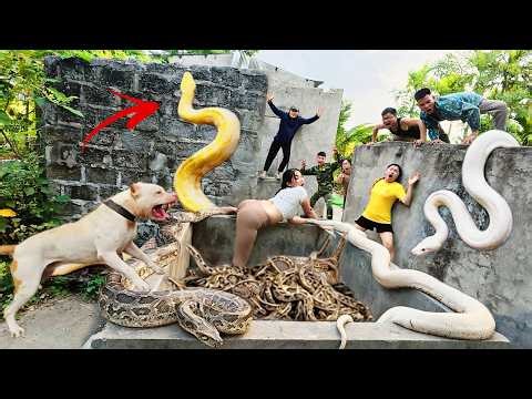 Brave hunters with Pitbull to capture a nest of giant pythons in order to rescue the girl