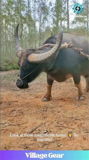 This is NOT a Tractor, It's a BUFFALO! 🐃 Watch This BEAST Pull a GIANT Load of Sugarcane! #buffalo