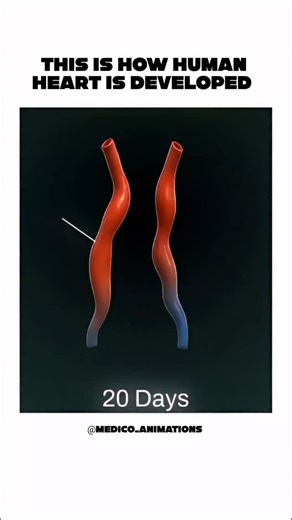 medical_animation on Instagram: "The early development of the heart ● is a rapid and complex process, beginning in the third week of gestation and transforming the organ from a simple tube into a four-chambered structure by the eighth week. This development is crucial, as the heart is the first functional organ to form, providing oxygen and nutrients to the rapidly growing embryo. #biology #medicalstudents #biologystudent physiology biologyanimation"