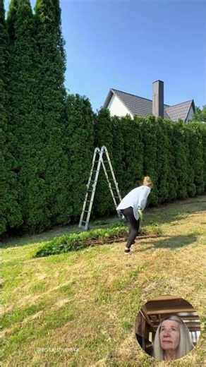 Massive Hedge Chop Down