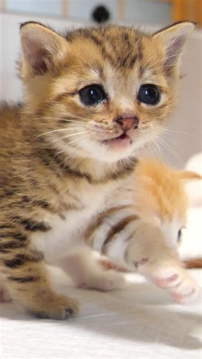 ゴロゴロ鳴きながら膝に登る子猫さん【赤ちゃん猫 保護猫】 #kitten #子ネコ #cat #好きな子猫 #cute #猫のいる暮らし #保護猫 #ねこ #子猫 #エウレカねこ部