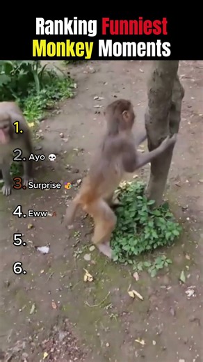 Ranking Funniest Monkey Moments 🤣🐒