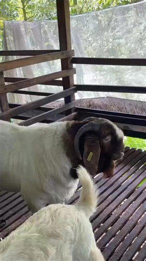 A good breeding buck is not just an animal... he is the engine of your herd’s productivity. Proper care, feeding, housing, and health management of your buck will directly determine fertility rates, kid quality, and overall farm success. Here’s a complete guide every serious goat farmer must follow 👇 🔹 1. Buck Selection ✔️ Choose from proven, high-fertility bloodlines ✔️ Active, alert, strong, and healthy ✔️ Free from defects (legs, jaw, testicles) ✔️ Ideal breeding age: 12–18 months ✔️ Testic