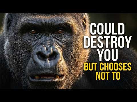 "The Silverback Gorilla: The Most Dangerous Animal That Never Attacks"