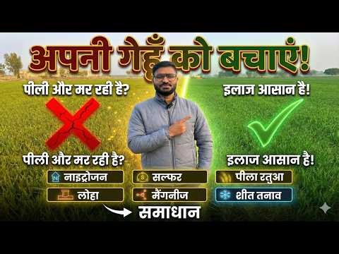 Gehu me Pilapan kyu aata hai? Iron, Zinc, or Nitrogen Deficiency? #agriculture #wheat #gehu #kanak