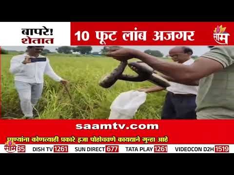 शेतात आढळला 10 फूट लांब अजगर | 10-foot-long python found in farm