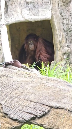 紅毛猩猩Bornean Orangutan/Taipei Zoo