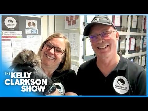 British Couple Turns Garage Into Adorable Hedgehog Rescue