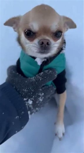 Chihuahua Stuck in Snow Blast ❄️🐶 | Shocking Rescue Caught on Camera! #reels #brindle #shihtzu