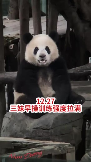 Explore the Adorable World of Cute Pandas