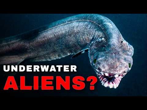 20 Sea Creatures That Looks Like Real-life Aliens (Part 1)