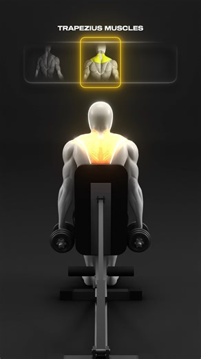 🔥 Dumbbell Shoulder Workout for Full Delts & Traps This dumbbell shoulder workout targets front delts, side delts, rear delts, and the trapezius muscles to build balanced, wider, and stronger shoulders. By using controlled reps and proper angles, you’ll hit each head effectively without needing machines. Perfect for building shoulder size while keeping joints healthy. Sets & Reps: • Front Delts – 3–4 × 8–12 • Front & Side Delts – 3 × 10–12 • Side Delts – 3–4 × 12–15 • Rear Delts & Traps – 3 × 1