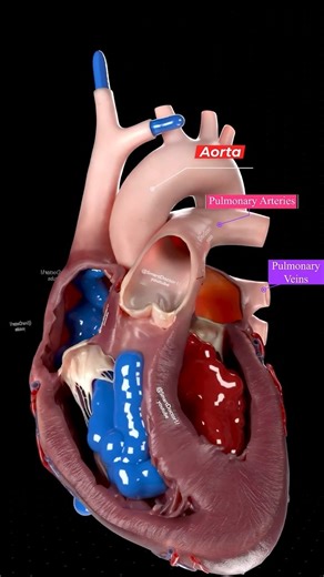 5 Vessels That Keep You Alive Heart’s Main Blood Highways 🫀